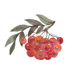 branch, plant, nature, berry, fruit, rowan, natural, ripe, bunch, cluster, leaf, ash, flora, botanical, summer, foliage, ashberry, vitamin, rowan-berry, many, decor