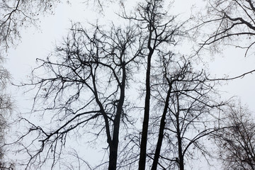 tree branches against the sky before winter