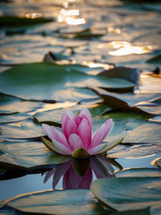 Pink water lily flower in a pond