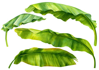 set of green leaves of banana palm on an isolated white background, watercolor illustration, hand drawing - obrazy, fototapety, plakaty
