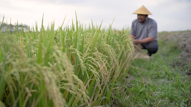 portrait of happy asian farmer with paddy rice grain during harvesting