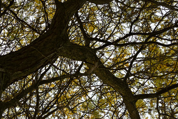 Texture de branches