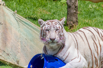 Tiger playing in a hammock