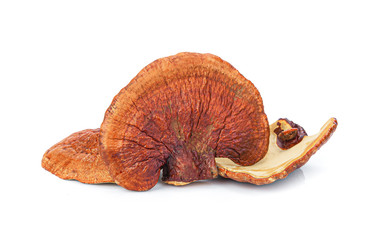 Lingzhi Mushroom Ganoderma Lucidum Isolated on white background..