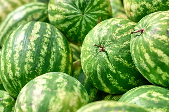 Many large ripe watermelons lie under the sun. Mature, ripe, watermelons ready for sale. Photo striped juicy watermelons.