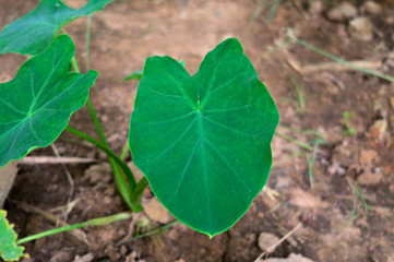 Green Elephant Ear Leaf Isolated on soil background, colocasia esculenta, colocasia antiquorum schott leaves, elephant ear