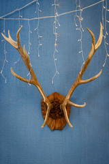 Huge red deer antlers on an oak shield hang on the wall. Christmas and New Year holidays composition.