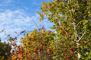 Red ripe berries of a medicinal plant of mountain ash on branches with yellow, green, orange leaves on a background of blue sky, autumn landscape