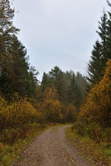 Fototapeta premium Forest road and small trees and bushes with yellow leaves at the edges against the backdrop of a spruce forest and a blue cloudy sky. Autumn landscape