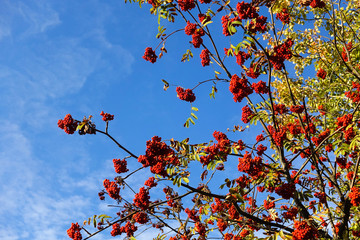 Red rowan berries on the branches against the blue sky. Autumn Harvest Time