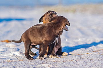 Two little puppies play in the snow.