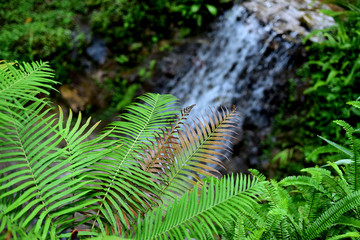 The young leaves of the fern tree in the rainforest