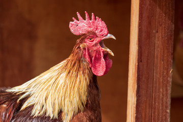 Singing rooster portrait