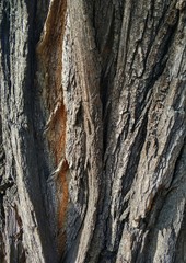special natural texture of the brown bark of a tree trunk