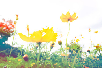 Yellow cosmos flower with sunlight flare in garden field on vintage style tone.