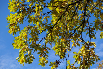 Yellowing oak leaves against the blue sky. Autumn oak