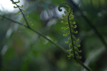 The young leaves of the fern tree in the rainforest