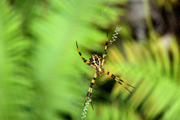 A spider with a net of spider webs in a rainforest
