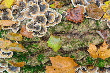 Tree with moss on roots in a green forest or moss on tree trunk. Tree bark with green moss. Close-up moss texture on tree surface.