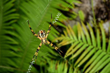 A spider with a net of spider webs in a rainforest