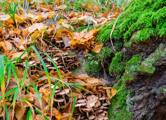 Tree with moss on roots in a green forest or moss on tree trunk. Tree bark with green moss. Close-up moss texture on tree surface.