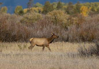 Cow Elk in Fall in Wyoming