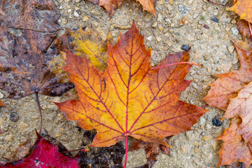 Colorful fall leaves on dirt road