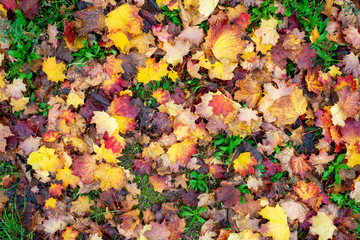 Colorful fall leaves on dirt road