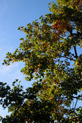 Autumnm colors in an urban park