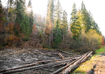 Logs from forestry work at the sides of a forest track
