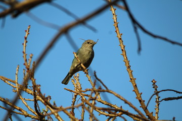 aves brasileiras