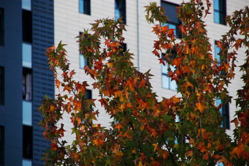 Autumnm colors in an urban park