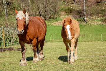 Fototapeta na wymiar Horses walking in paddock on farm