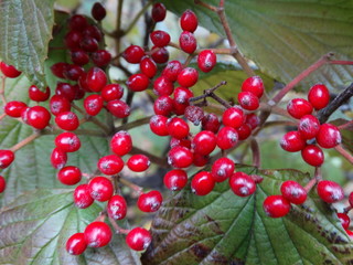 closeup of wild red berries on plant