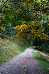 Forest in autumn colors