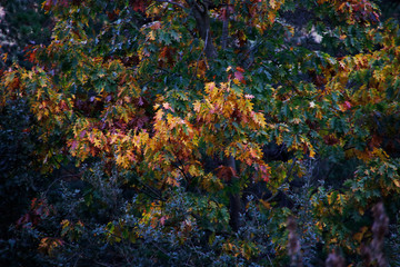 Fototapeta na wymiar Forest in autumn colors