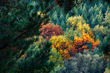Fototapeta na wymiar Forest in autumn colors