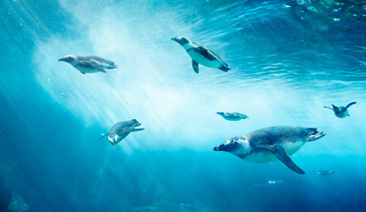 Diving penguin herd. Ocean underwater with marine animals. Sun rays passing through the water surface. - 299345313