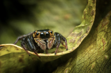 Jumping spider