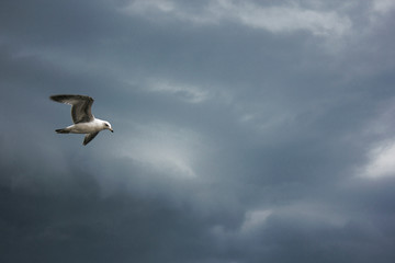 Seagull