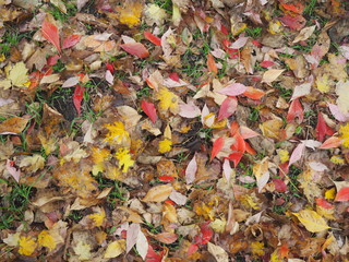 colorful autumn leaves