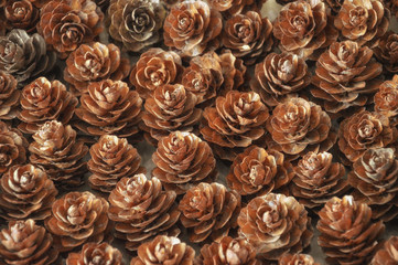 Fir cone. Larch cones. Beautiful interior decor. Postcard with the image of forest cones.