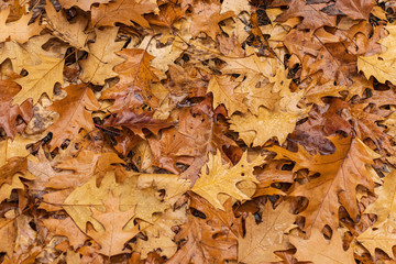 Wet autumn Oak brown Leaves close up texture
