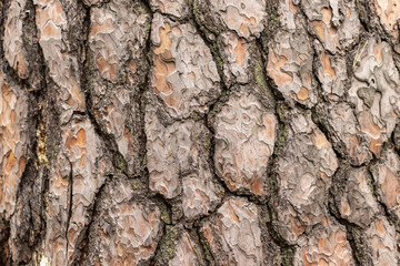 Aged Pine Tree trunk Bark Texture. Cracks