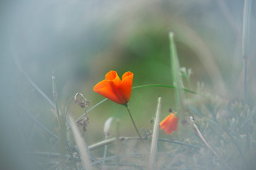 orange delicate flowers