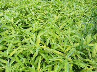 background of green grass