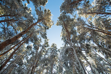 Beautiful snowy spruce forest landscape and fields in the winter. Winter weather, frost.