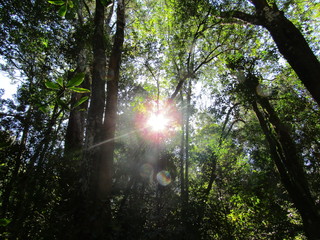 Obraz premium sun in the forest