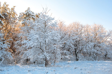 Beautiful snowy spruce forest landscape and fields in the winter. Winter weather, frost.