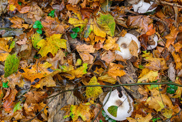 Earth in the autumn forest. Leaves and cobwebs, mushrooms and moisture.